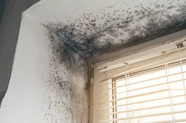 Affordable Mold Remediation solutions in South Boston, VA